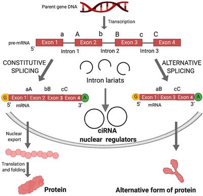 Circular RNAs Are Regulators of Diverse Animal Transcriptomes: One Health Perspective